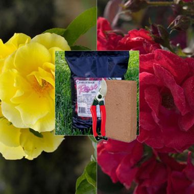 Photo of Climbing Rose Gift Assortment