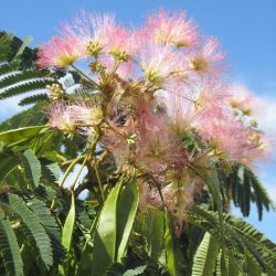 Photo of E H Wilson Mimosa Tree