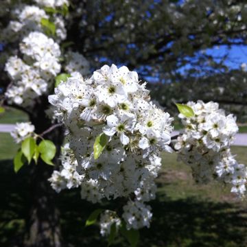 Photo of Cleveland Select Flowering Pear Tree