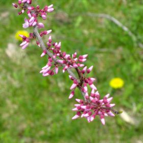 Photo of American Redbud Tree