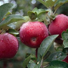 Photo of SnappyMac® Apple Tree