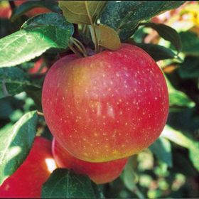 Photo of Zestar!® Apple Tree