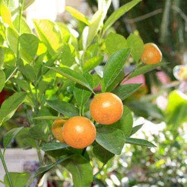 Photo of Calamondin Orange Tree