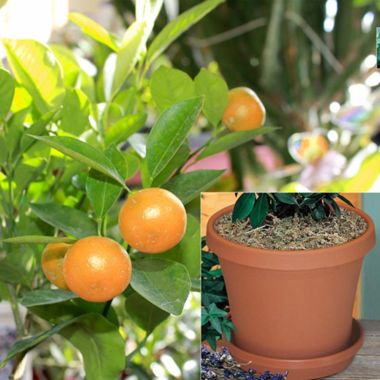 Photo of Calamondin Orange Potted Kit