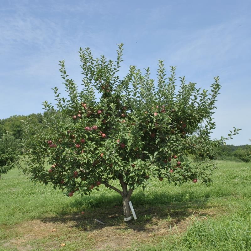 Semi-Dwarf Honeycrisp Apple