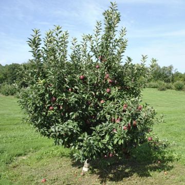 Photo of ForrenceMac Apple Tree