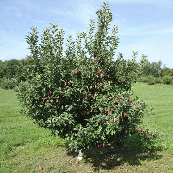 Photo of ForrenceMac Apple Tree