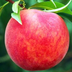 Photo of Starking® Delicious™ Peach Tree