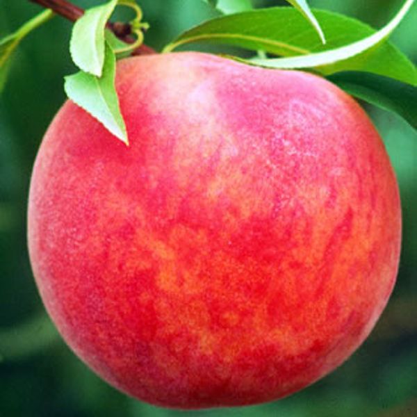 Photo of Starking® Delicious™ Peach Tree