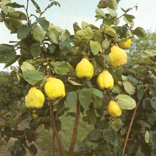 Photo of Van Deman Fruiting Quince Tree