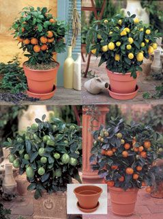 Photo of Citrus Assortment