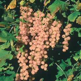 Photo of Gloire de Sablon Currant Plant