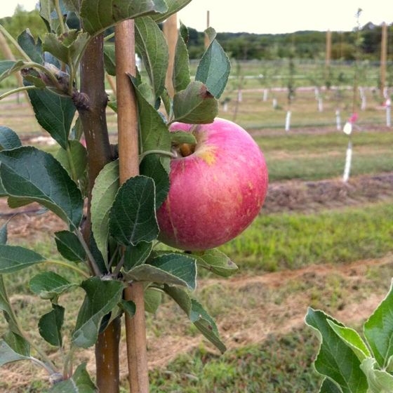 Photo of Idared Apple Tree