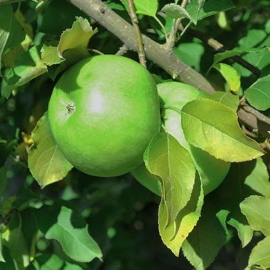 Granny Smith Apple Tree For Sale - 4-5ft Bareroot Organic