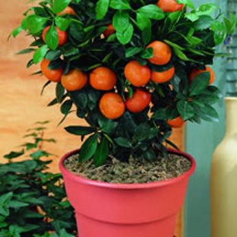 Dwarf Citrus Trees