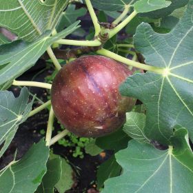 Photo of LSU Purple Fig Tree