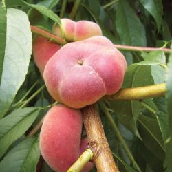 Photo of Galaxy Peach Tree