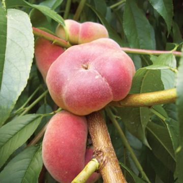 Photo of Stark® Saturn Peach Tree