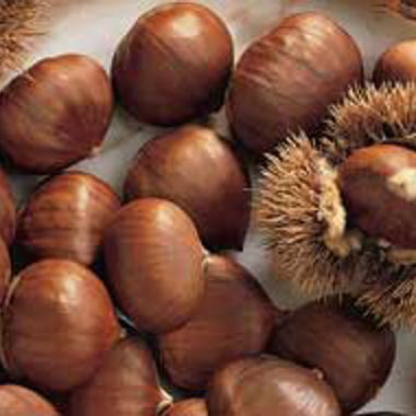 Photo of Stark® Choice Chestnut Tree