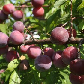 Photo of Bubblegum Plum® Tree