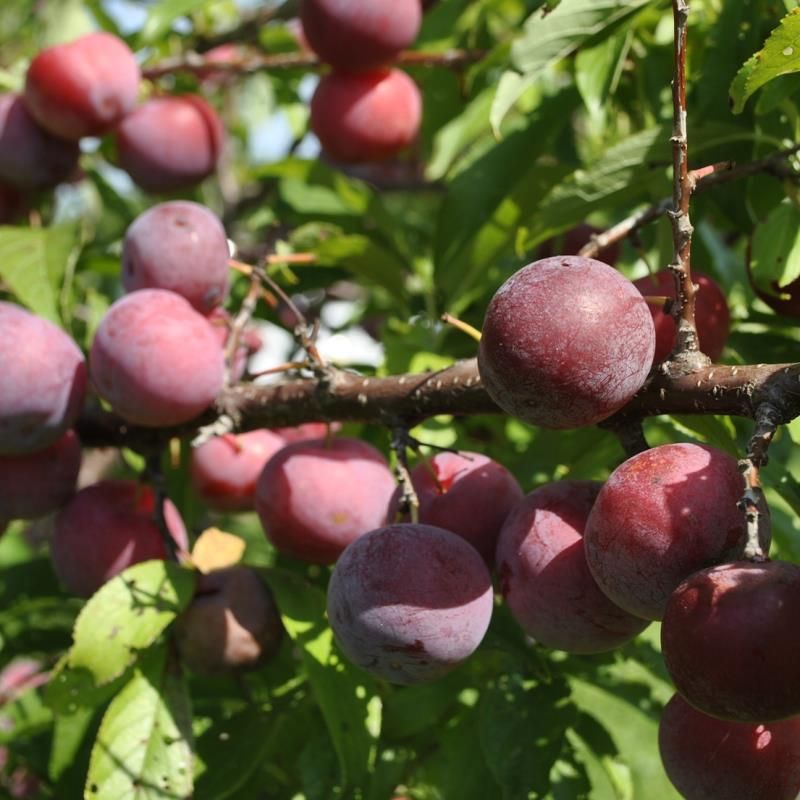 Japanese Plum Pollination Chart