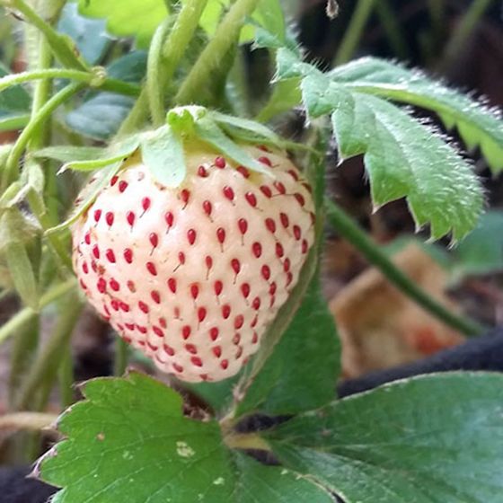 Photo of White Pineberry Strawberry Plant
