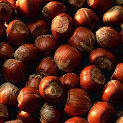 Photo of Barcelona Filbert Hazelnut Tree