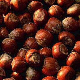 Photo of Barcelona Filbert Hazelnut Tree