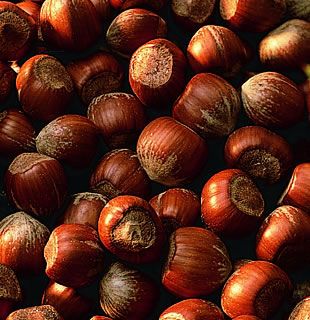 Photo of Barcelona Filbert Hazelnut Tree