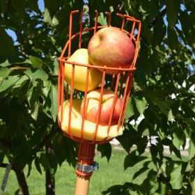 Starkspur® Red Delicious Apple Tree - Stark Bro's