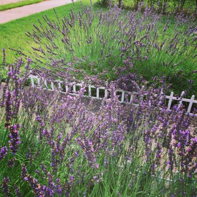 Photo of Phenomenal® Lavender