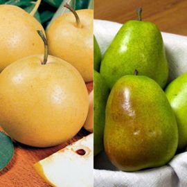 Lyndsay recommends best of Grafting multiple varieties of asian pear Leonti recommends 100 facial hair styles