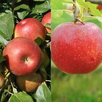 Photo of Stark® Custom Graft® 2-N-1 Apple Tree