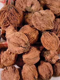 Photo of Thin-Shelled Black Walnut Tree Collection