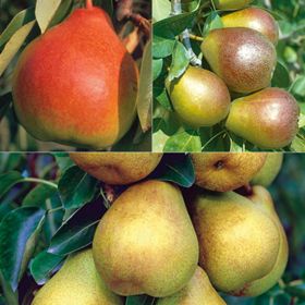 Photo of Disease-Resistant Pear Tree Collection