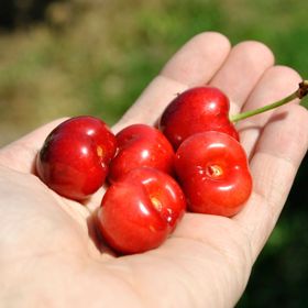 Photo of Summit Sweet Cherry Tree