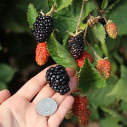 Photo of Prime-Ark® Traveler Primocane Blackberry Plant