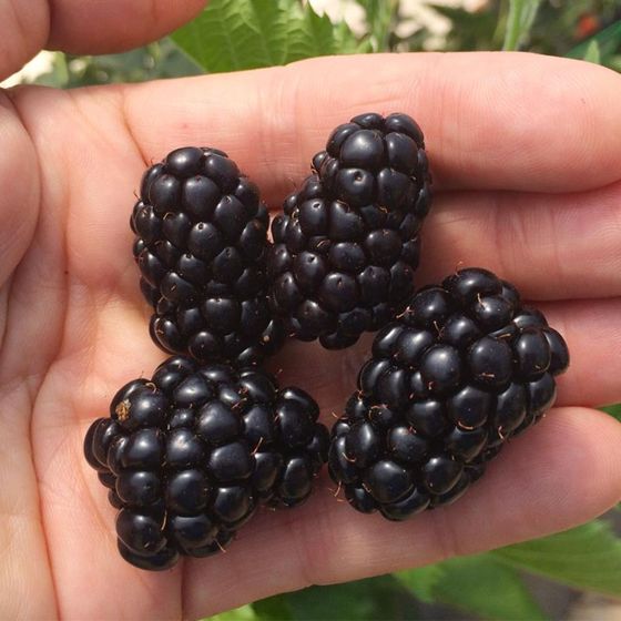 Photo of Prime-Ark® Traveler Primocane Blackberry Plant