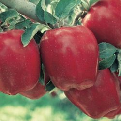 Photo of Starkrimson® Red Delicious Apple Tree