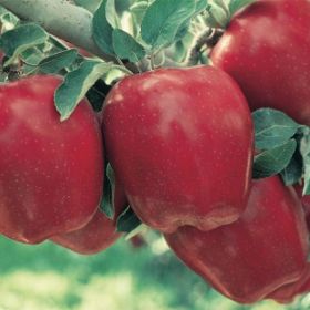 Photo of Starkrimson® Red Delicious Apple Tree