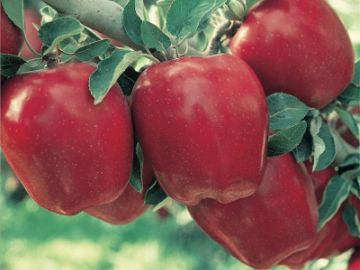 Fruit Trees For From Stark Bro S Nurseries Starkrimson Red Delicious Le