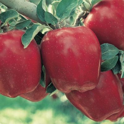 Photo of Starkrimson® Red Delicious Apple Tree