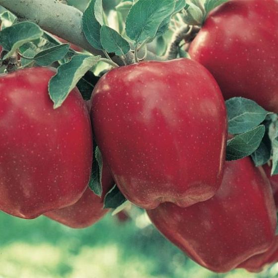 Red Delicious Apple Tree