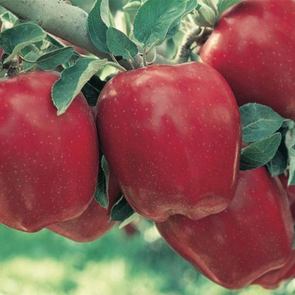 Photo of Starkrimson® Red Delicious Apple Tree