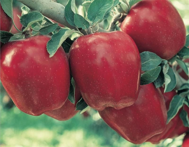 Fresh Red Delicious Apple, Each 