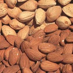 Photo of Garden Prince Almond Tree