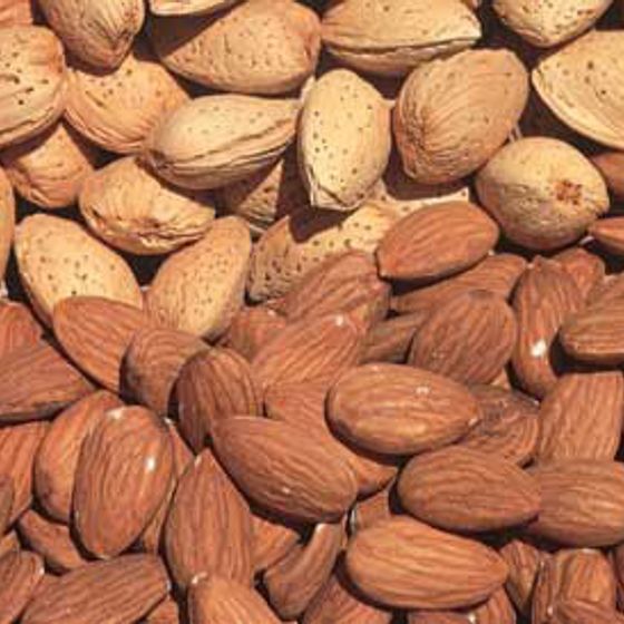 Photo of Garden Prince Almond Tree