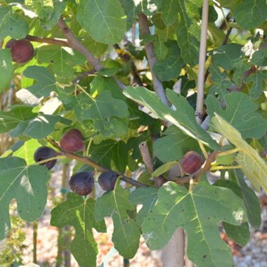 Photo of Chicago Hardy Fig Tree