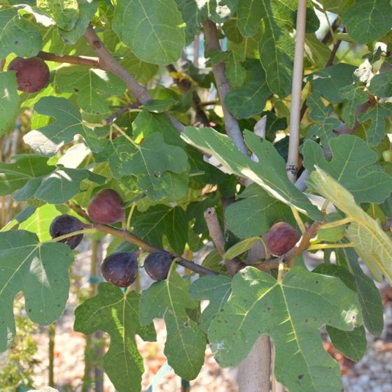 Chicago Hardy Fig Tree