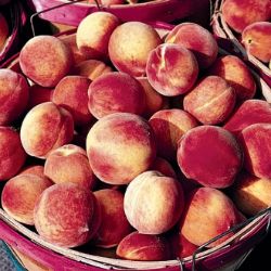 Photo of Contender Peach Tree